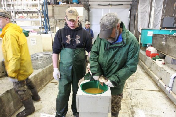 Stripping eggs from a female northern pike.