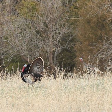 Tom and hen turkeys