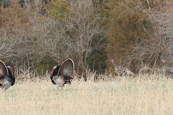 Tom and hen turkeys