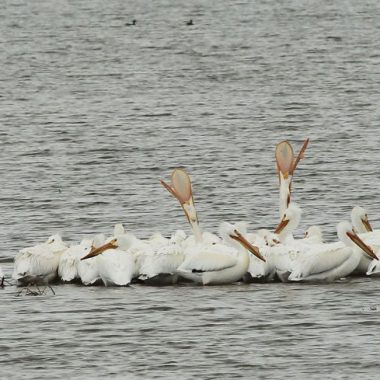 pelicans in water