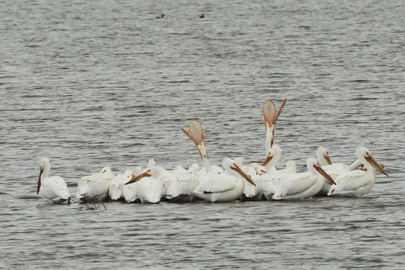 pelicans in water