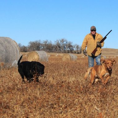 A man and two dogs upland hunting.