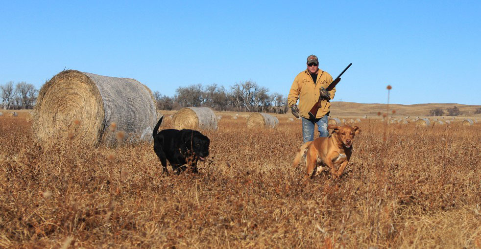 A man and two dogs upland hunting.