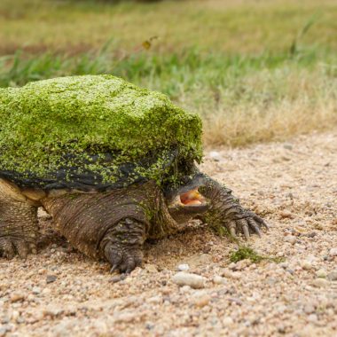 A large snapping covered in chickweed crossing the road to a pasture.