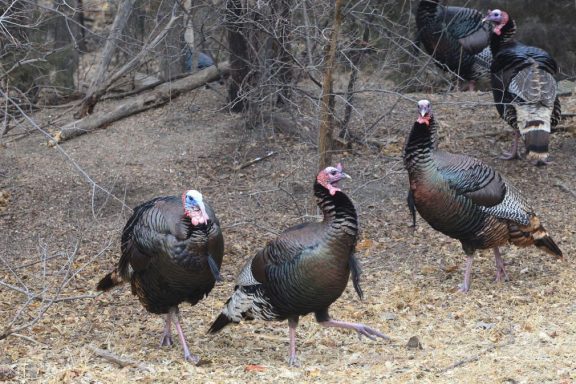 Tom turkeys