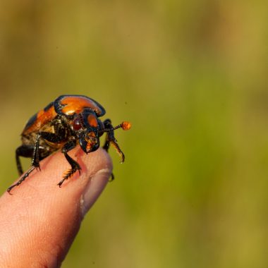 American burying beetle on the tip of a finger.