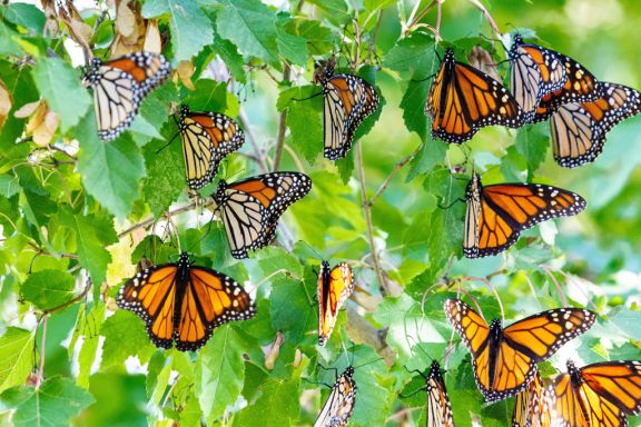 A large number of monarch butterflies cling to the branches of a tree