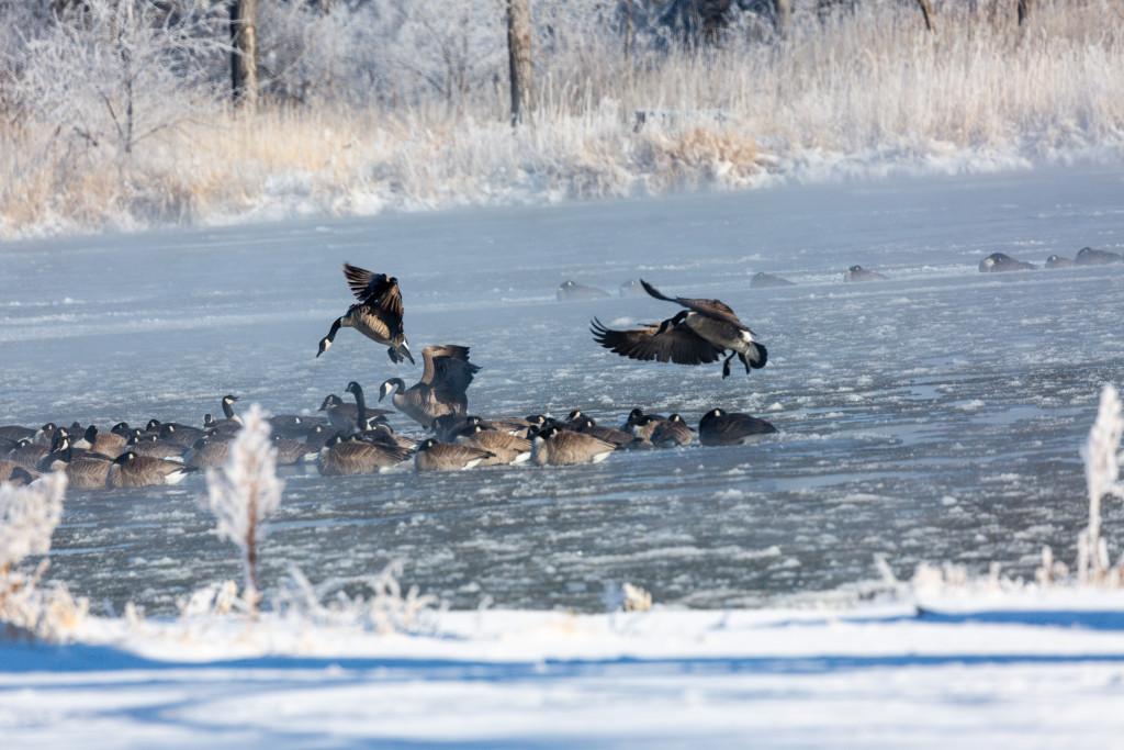 Canada geese land in the North Platte River on a winter day.