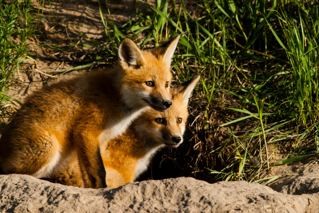 two red fox cubs look into the distance