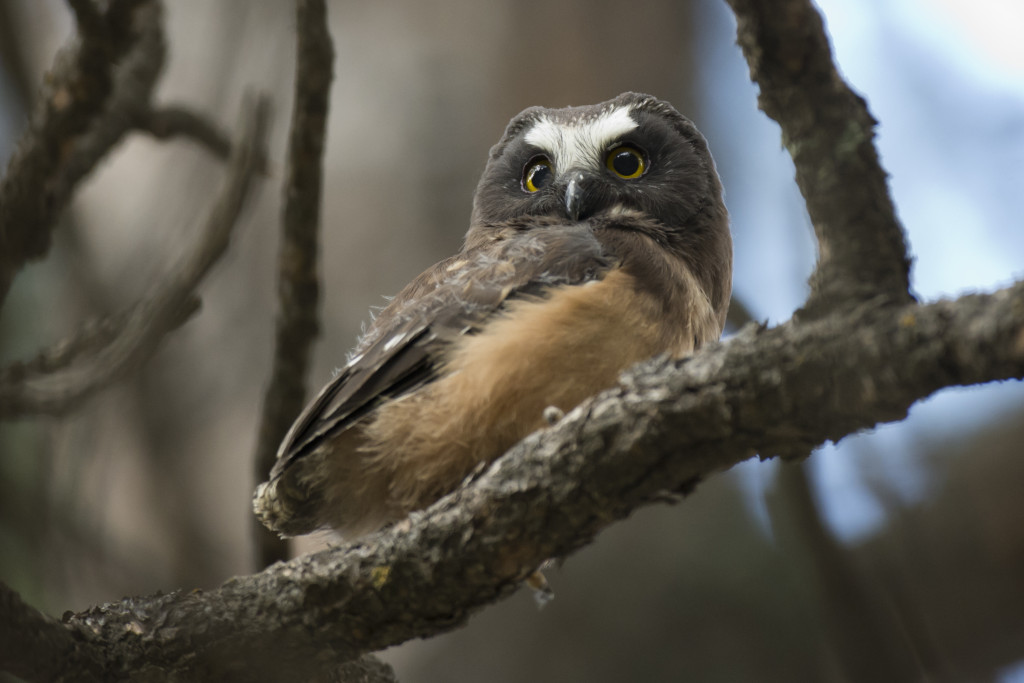 An owl with a tan tummy and white patch between its eyes sits on a branch