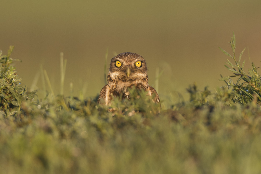 a burrowing owl's yellow eye stare into the camera