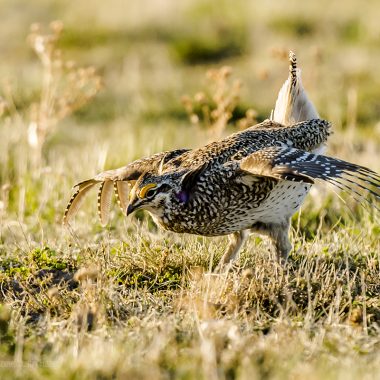 Sharp-tailed grouse on lek