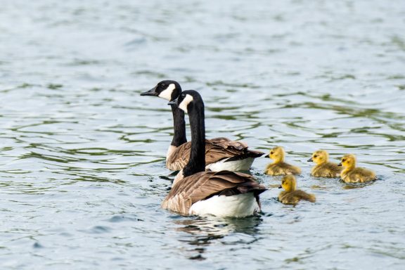 Two geese and two ducklings swim through water