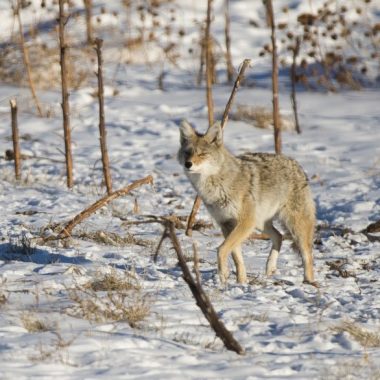 A coyote walks across snow.