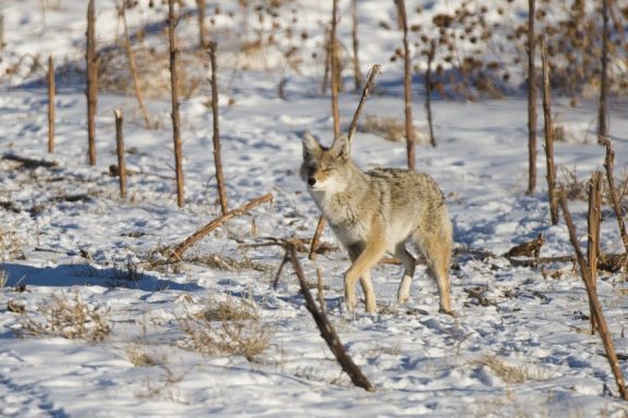 A coyote walks across snow.