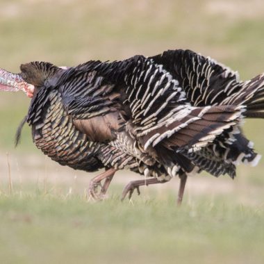 Tom turkeys in the Pine Ridge