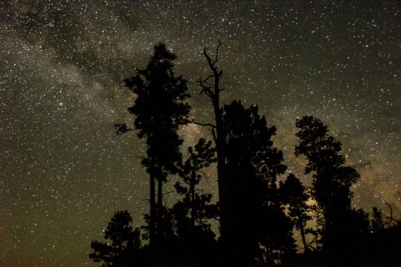 A row of tall deciduous trees is silhouetted against the Milky Way and a dark sky