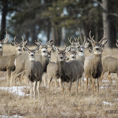 A herd of white-tailed deer faces of the camera in a snowy landscape