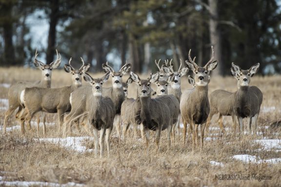 A herd of white-tailed deer faces of the camera in a snowy landscape