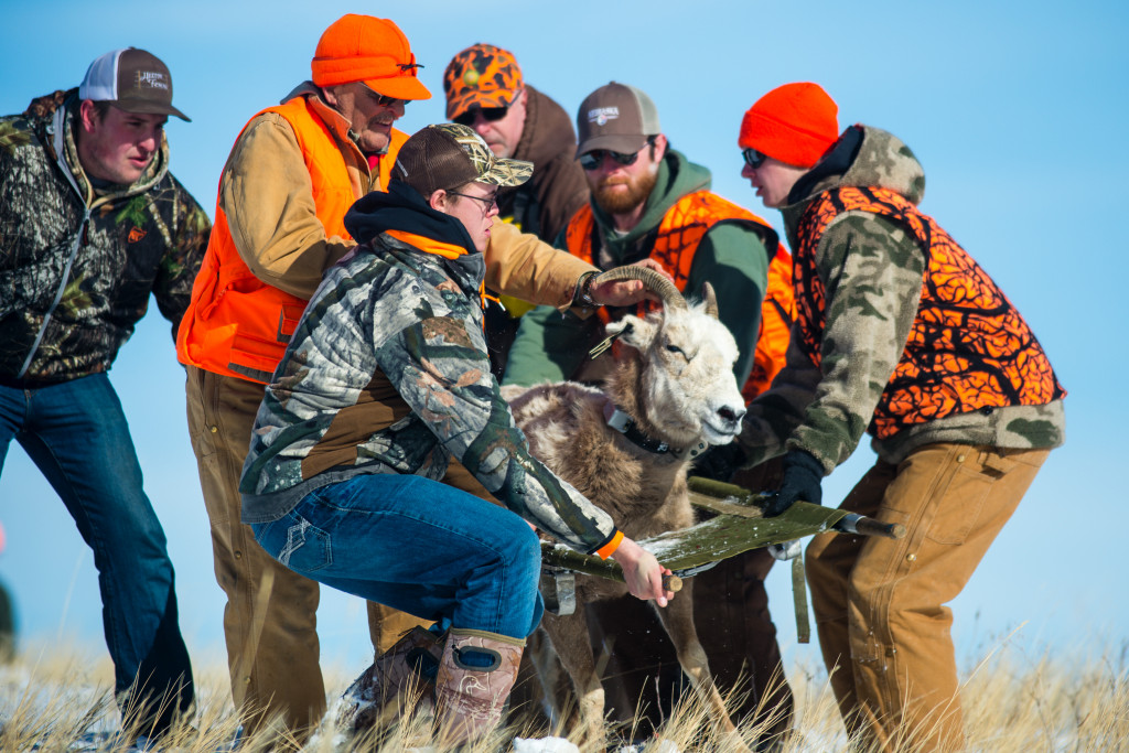 Biologist carrying a bighorn sheep for release.