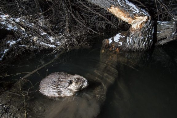 Beaver swimming near felled tree