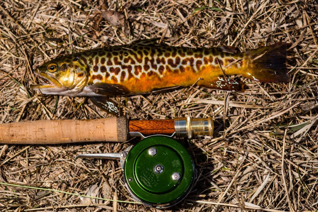 Fly rod and reel with tiger trout