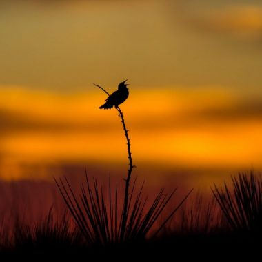 Western meadowlark singing at sunrise