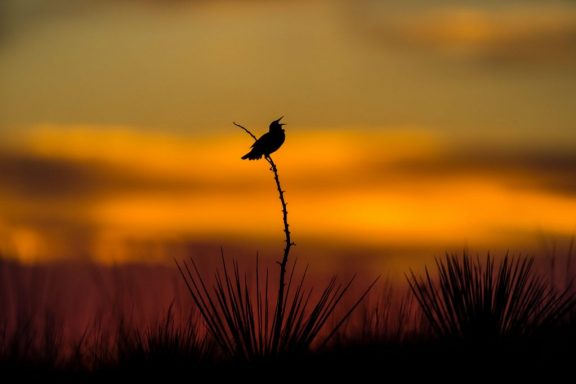 Western meadowlark singing at sunrise