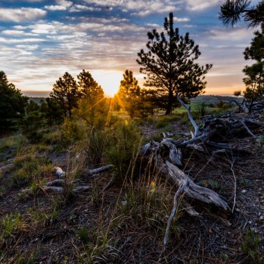 Pine forest at Peterson Wildlife Management Area