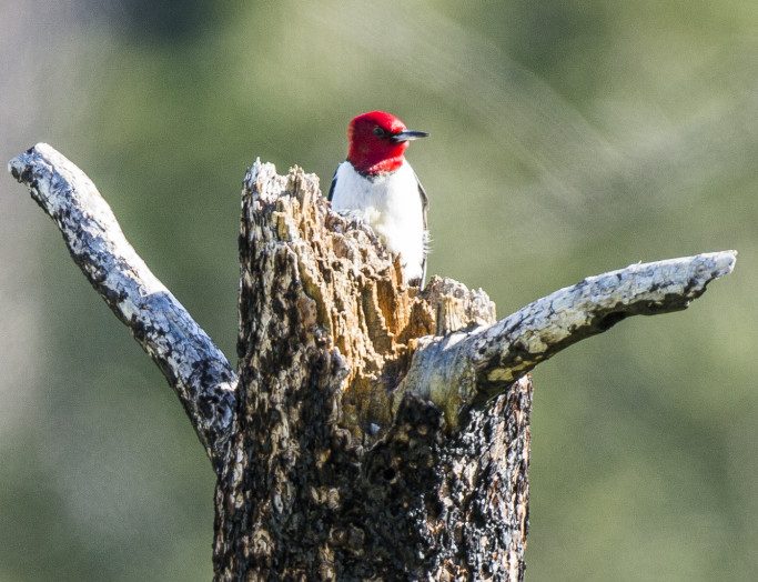 Red-headed woodpecker on ponderosa pine tree