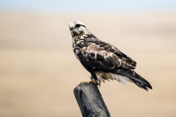 Rough-legged hawk