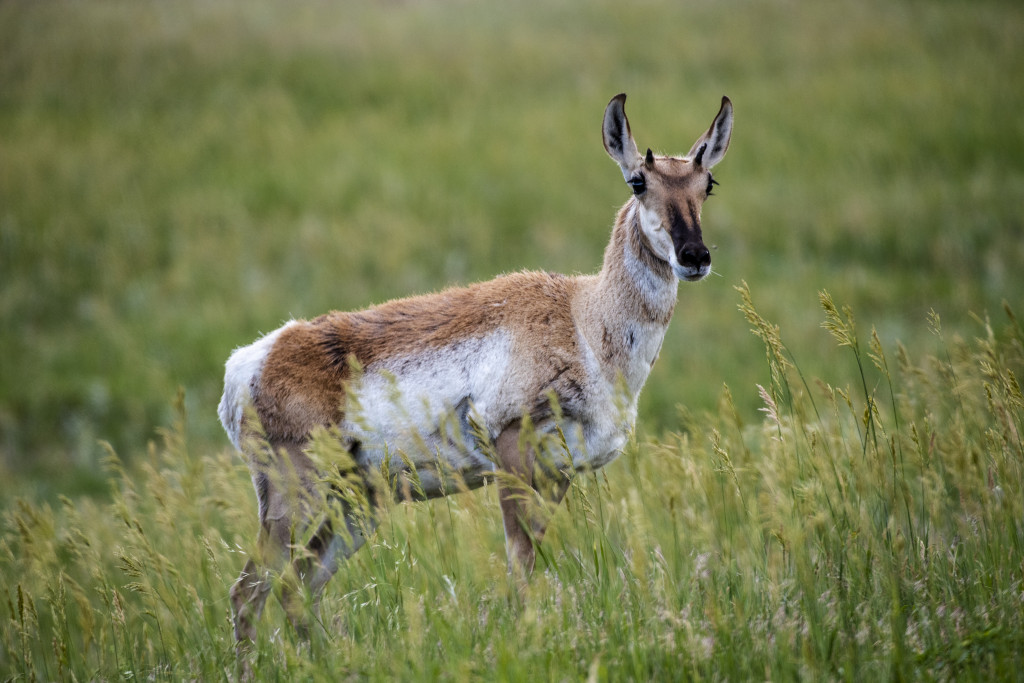 A pronghorn standing in a prairie.