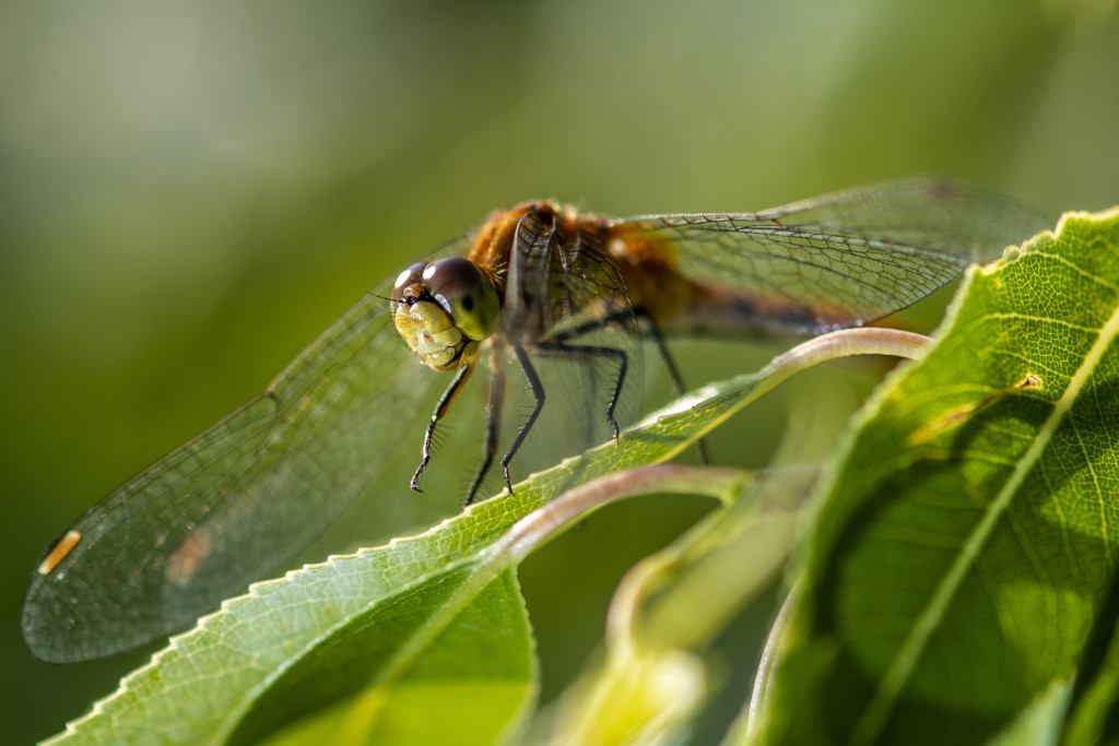 A dragonfly sits on a leaf