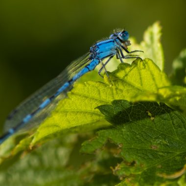 A blue damselfly rests on a bright green leaf