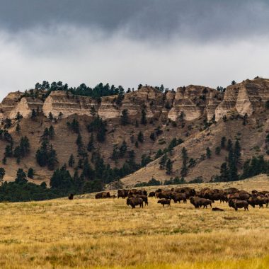 Cheyenne Buttes and bison at Fort Robinson State Park