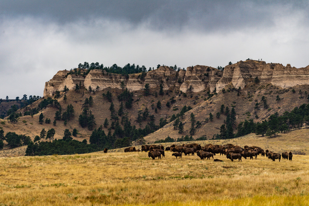 Cheyenne Buttes and bison at Fort Robinson State Park