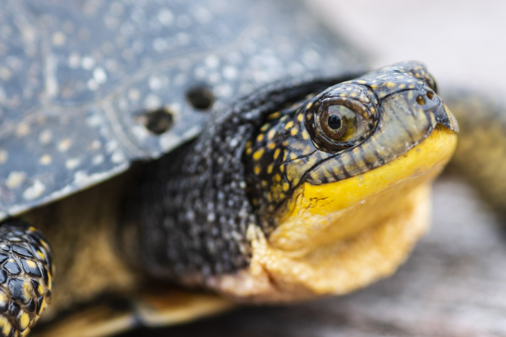 A close-up view of a blanding's turtle head and eye