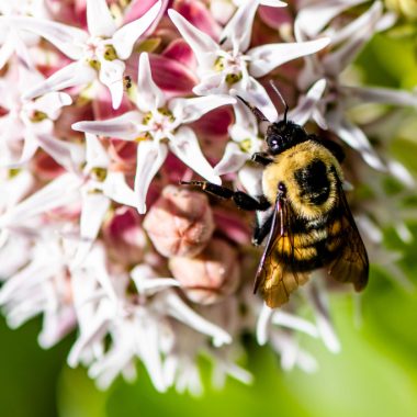 A bumblebee feeds on a pink flower