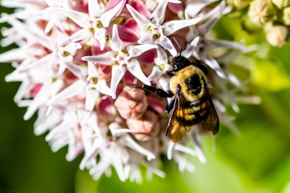 A bumblebee feeds on a pink flower