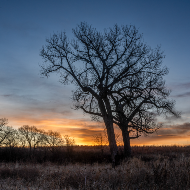 A cottonwood tree during winter at sunset.