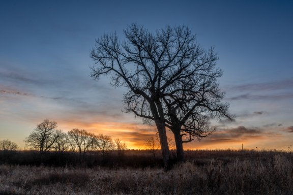 A cottonwood tree during winter at sunset.