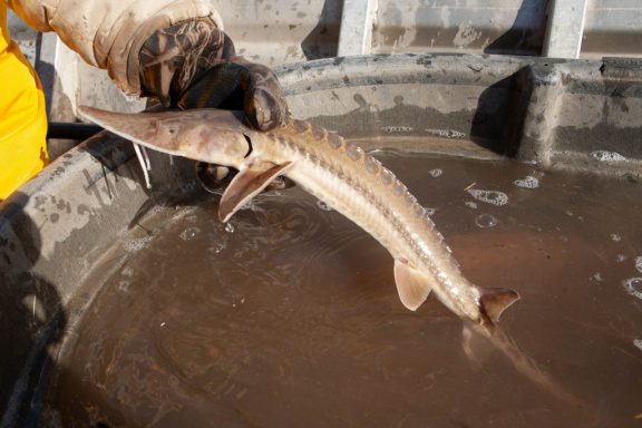 pallid sturgeon