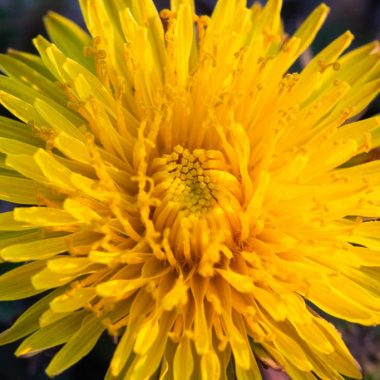 A detail shot of a dandelion head