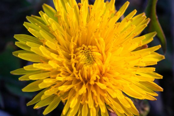 A detail shot of a dandelion head