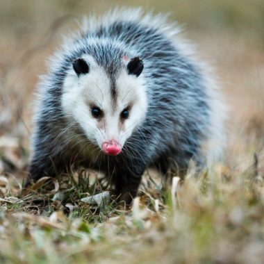 an opossum runs through the grass