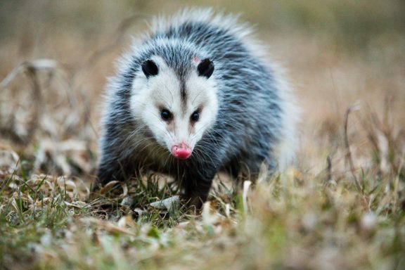 an opossum runs through the grass