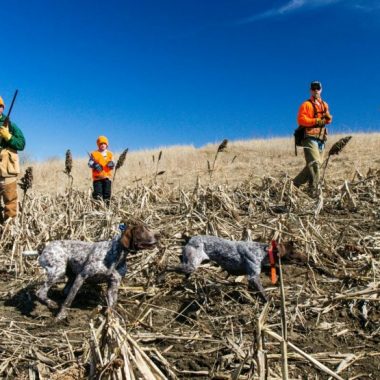 A chukar flushes in a field as upland hunters look on.