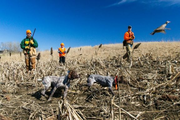 A chukar flushes in a field as upland hunters look on.