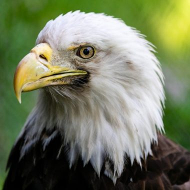 Bald eagle