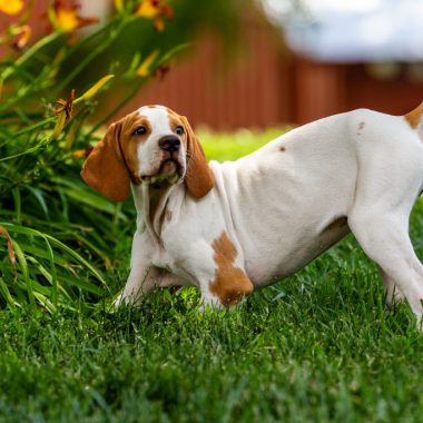 A dog, with his hind end in the air, looks back at the camera